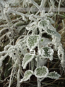 白條學(xué)生逾期 白條不小心逾期