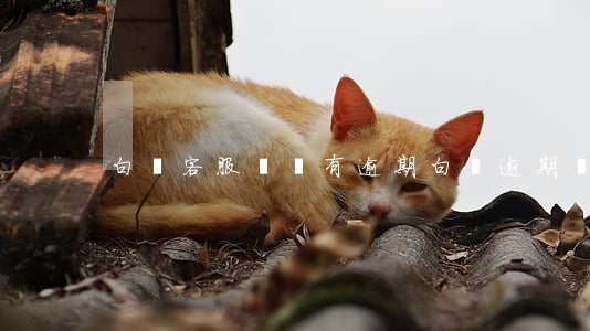 白條客服說沒有逾期(白條逾期沒有通知)