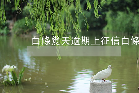 白條幾天逾期上征信(白條逾期上征信了)
