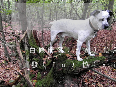 白條廣發(fā)信用卡協(xié)商(廣發(fā)協(xié)商分期還款申請(qǐng)書)