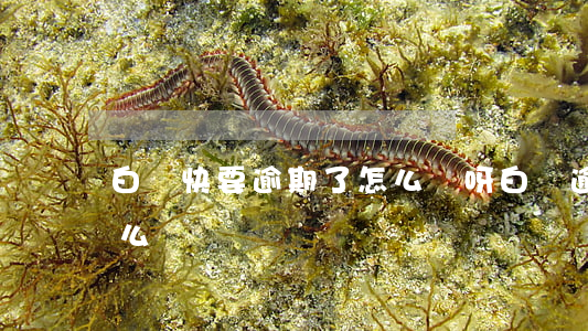 白條快要逾期了怎么辦呀(白條逾期了一天怎么辦)