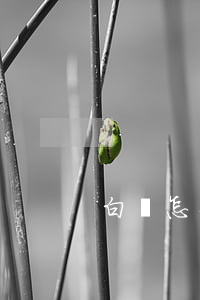 白條怎么個(gè)性化分期