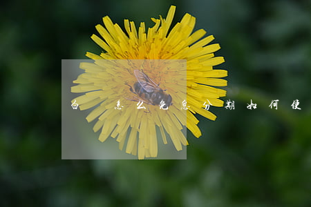 白條怎么免息分期（如何使用白條免息分期）