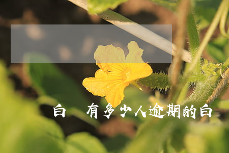 白條有多少人逾期的(白條逾期會有記錄嗎)