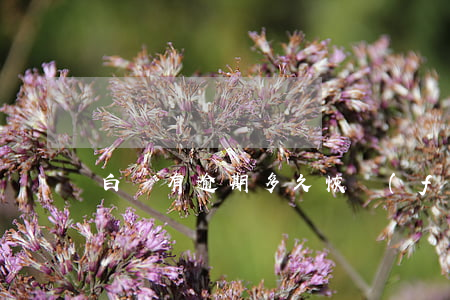 白條有逾期多久恢復(fù)