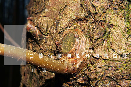 白條有逾期能分期嗎(白條分期逾期會提前終止嗎)