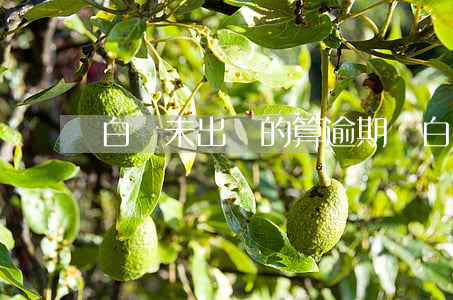 白條未出賬的算逾期嗎 白條未出賬能還嗎
