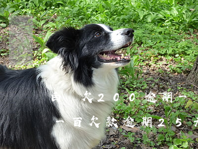 白條欠200逾期一個(gè)月 白條逾期一百欠款逾期25天
