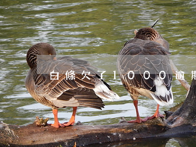 白條欠了1000逾期90天