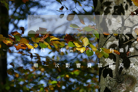 白條沒(méi)有逾期影響房貸嗎(白條逾期一次影響貸款買房嗎)