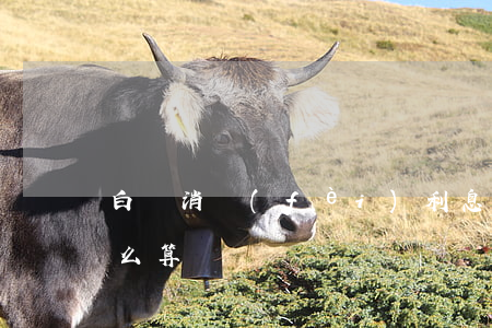 白條消費(fèi)利息（白條信用卡利息怎么算）
