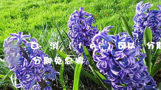 白條消費(fèi)可以辦分期嗎（白條可以分期免息嘛）