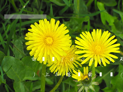 白條當(dāng)天逾期一天會(huì)上征信嗎 白條當(dāng)天逾期一天會(huì)上征信嗎