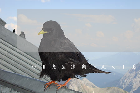 白條老是逾期一天(白條老是逾期一天怎么辦)