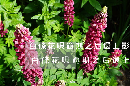 白條花唄逾期之后還上影響公務員政審嗎-白條花唄逾期之后還上影響公務員政審嗎 白條花唄逾期之后還上影響公務員政審嗎-白條花唄逾期之后還上影響公務員政審嗎
