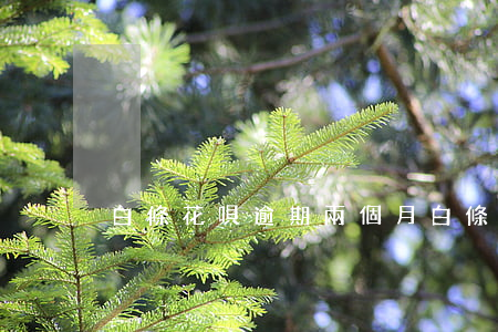 白條花唄逾期兩個月(白條逾期影不影響花唄)