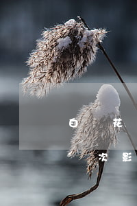 白條花唄逾期幾次影響車貸嗎(白條花唄逾期幾次影響車貸嗎)