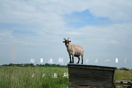 白條逾期1000一個(gè)月 白條2000逾期