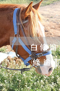 白條逾期1000會(huì)被起訴嗎(白條逾期多少天會(huì)起訴,我已經(jīng)還了2000多)