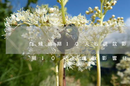 白條逾期10天后還款影響征信嗎-白條逾期10天后還款影響征信嗎怎么辦