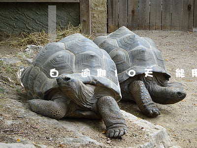 白條逾期10天還能用嗎