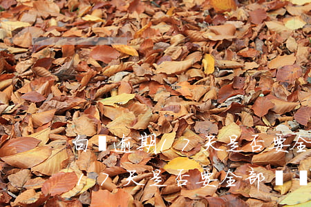 白條逾期17天是否要全部還錢-白條逾期17天是否要全部還錢呢