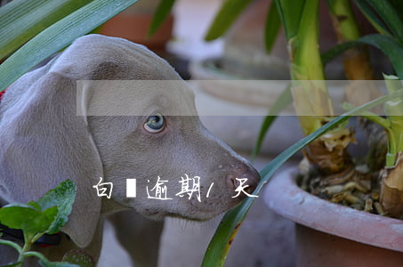 白條逾期1天