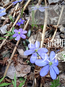 白條逾期1天沒關(guān)系(白條逾期一天不到)