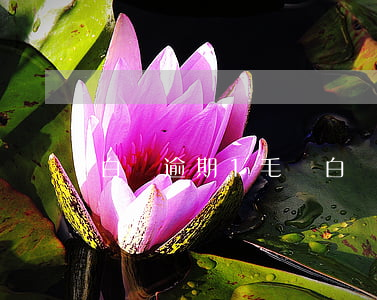 白條逾期1毛錢(白條逾期十塊錢)