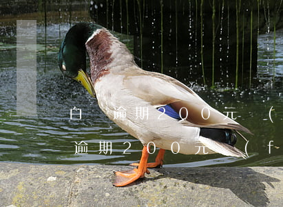 白條逾期200元發(fā)短信上門(白條逾期200元發(fā)短信上門)