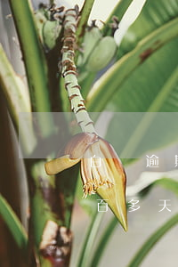 白條逾期200多會(huì)(白條逾期兩百多天會(huì)怎么樣)