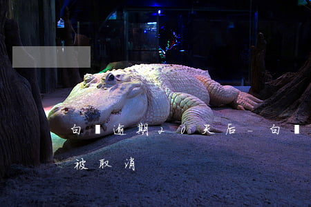 白條逾期20天后-白條逾期20天后分期被取消