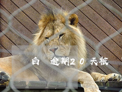 白條逾期20天被關了(白條逾期40天)