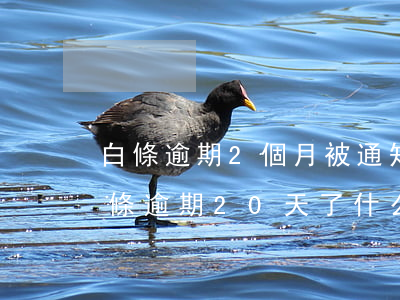 白條逾期2個月被通知發(fā)通知函 白條逾期20天了什么時候寄信函