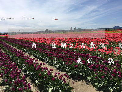 白條逾期2天最低還款(白條逾期一天繼續(xù)還最低還款)