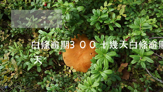白條逾期300十幾天(白條逾期300十幾天)