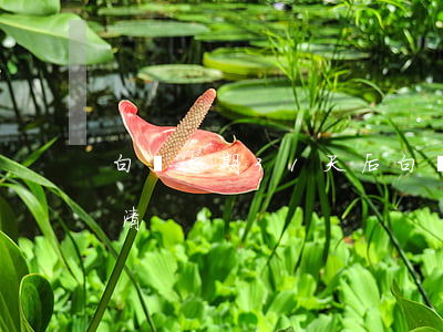 白條逾期31天后 白條逾期32天要一次還清?