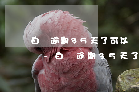 白條逾期35天了可以協(xié)商還款嗎-白條逾期35天了可以協(xié)商還款嗎怎么辦