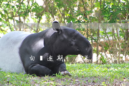 白條逾期36天后怎么辦-白條逾期60天