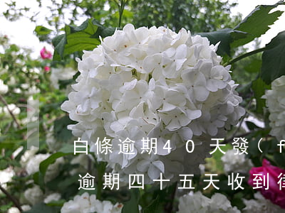 白條逾期40天發(fā)律師函(京東白條逾期四十五天收到律師函該怎么辦)