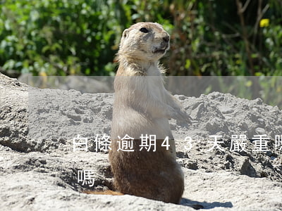 白條逾期43天嚴重嗎(白條逾期三四天有事嗎)