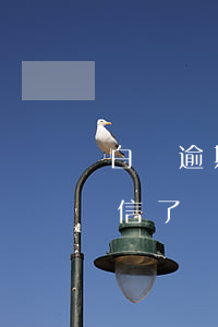 白條逾期5天上征信不-白條逾期6天上征信了