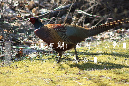 白條逾期5天有什么影響(白條逾期5天會(huì)怎么樣)