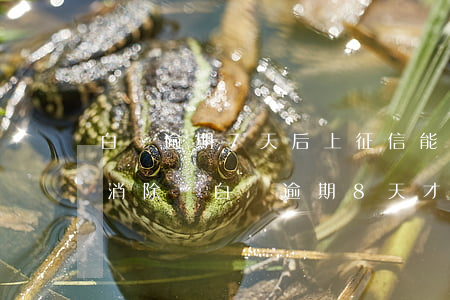 白條逾期7天后上征信能自動(dòng)消除嗎（白條逾期8天才歸還上征信了嗎）