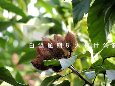 白條逾期8天有什么影響(白條逾期十天)