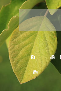 白條逾期9天后收到的(白條逾期9天后收到的)