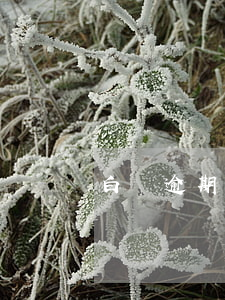 白條逾期一個星期（白條逾期有提醒嗎）