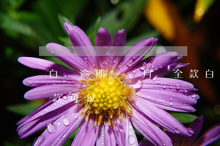 白條逾期一個月還全款 白條逾期1個月后還款可以嗎