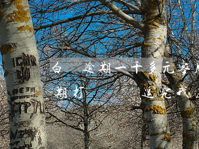 白條逾期一千多元客服打電話催款-白條逾期打電話說追究我法律責(zé)任