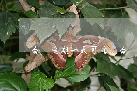 白條逾期一天可以嗎（白條多次逾期1天）